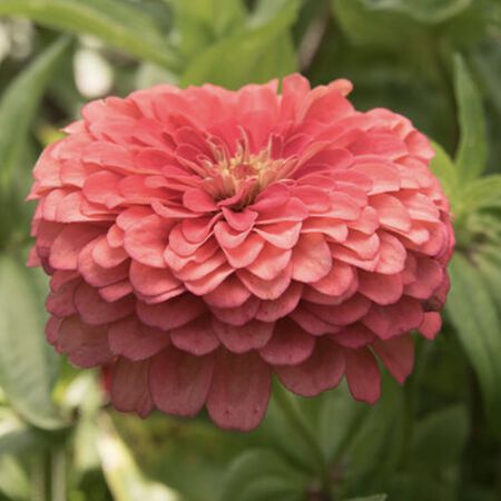 Benary's Giant Coral, Zinnia Seeds - Packet image number null